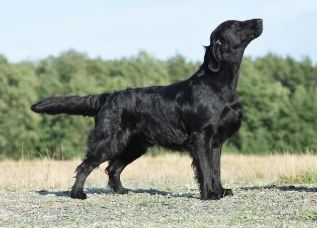 Haakon